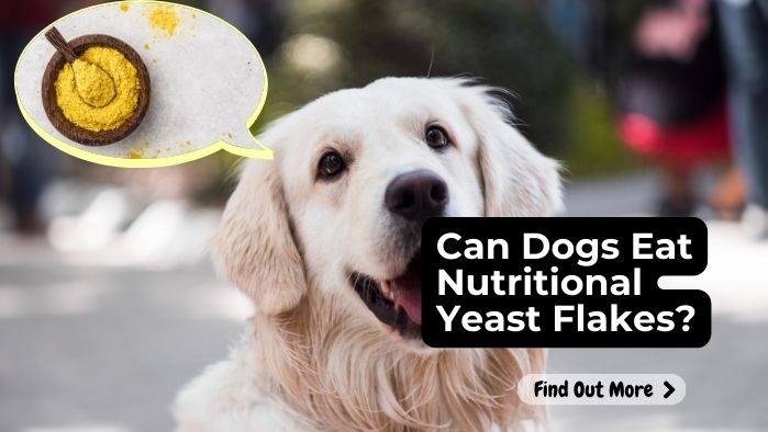 Can Dogs Eat Nutritional Yeast Flakes