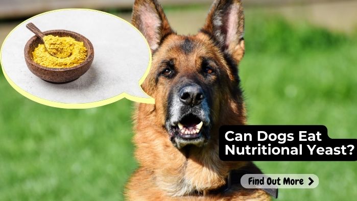 Can Dogs Eat Nutritional Yeast