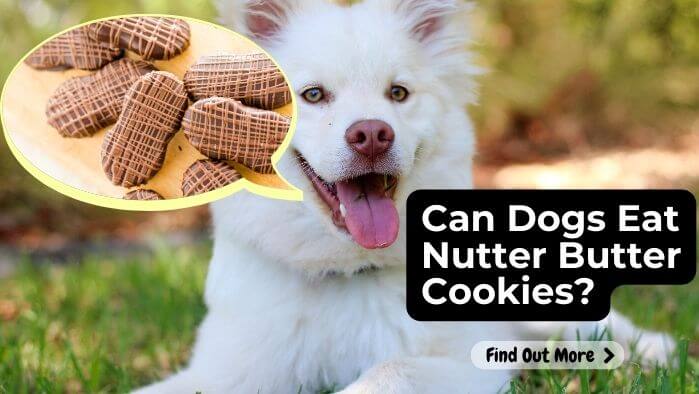 Can Dogs Eat Nutter Butter Cookies