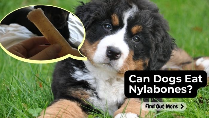 Can Dogs Eat Nylabones?