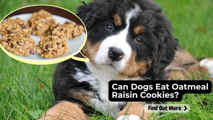 Can Dogs Eat Oatmeal Raisin Cookies?