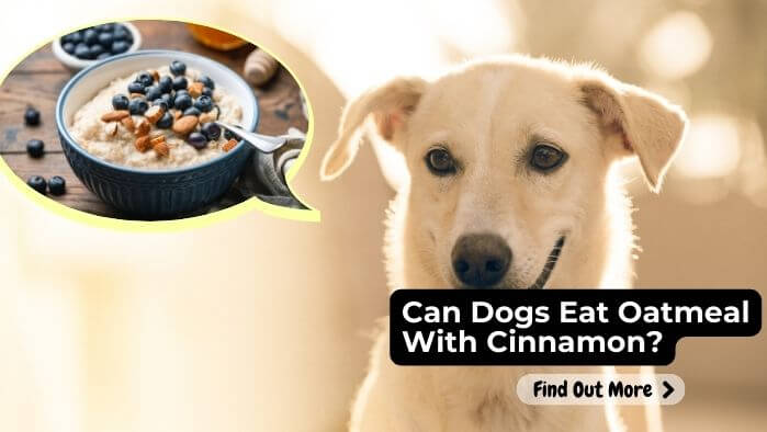 Can Dogs Eat Oatmeal With Cinnamon