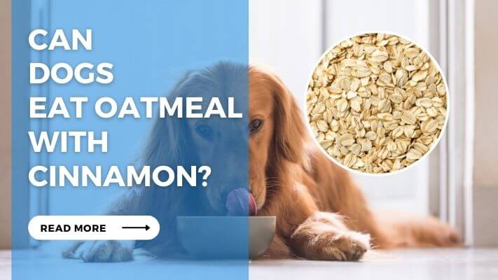 Can  Dogs  Eat Oatmeal with Cinnamon