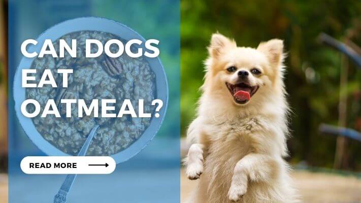 Can Dogs Eat Oatmeal