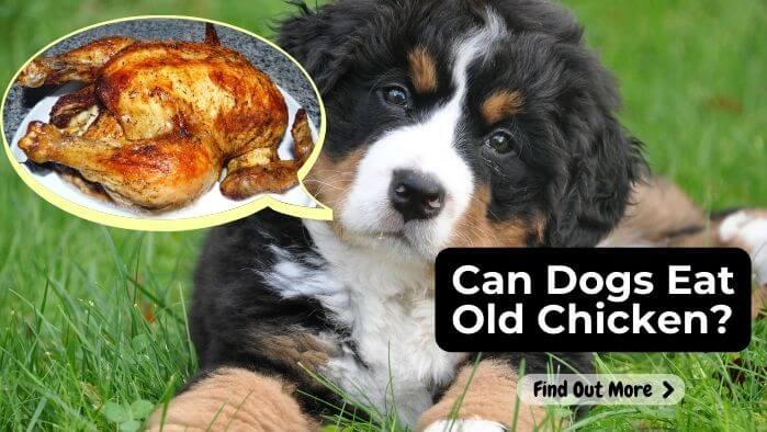 Can Dogs Eat Old Chicken