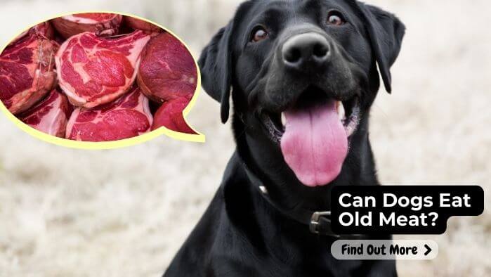 Can Dogs Eat Old Meat