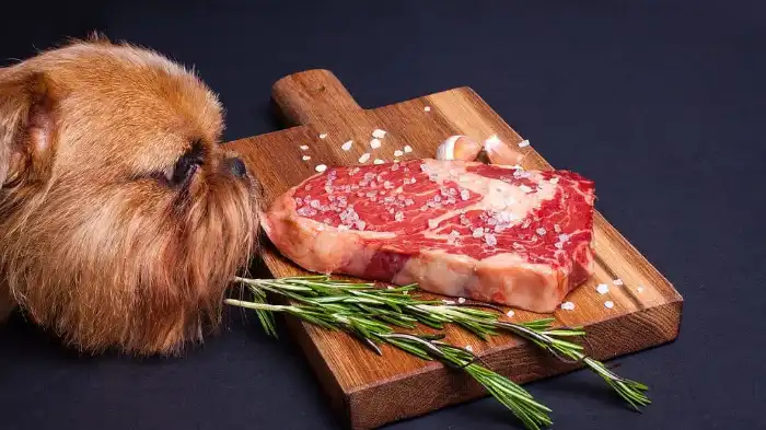 Can Dogs Eat Old Raw Meat