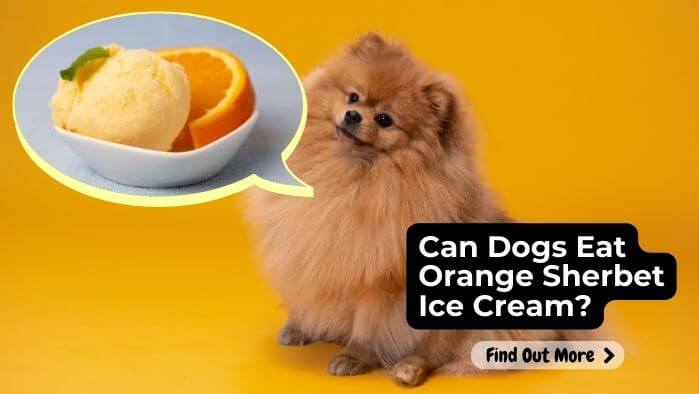 Can Dogs Eat Orange Sherbet Ice Cream
