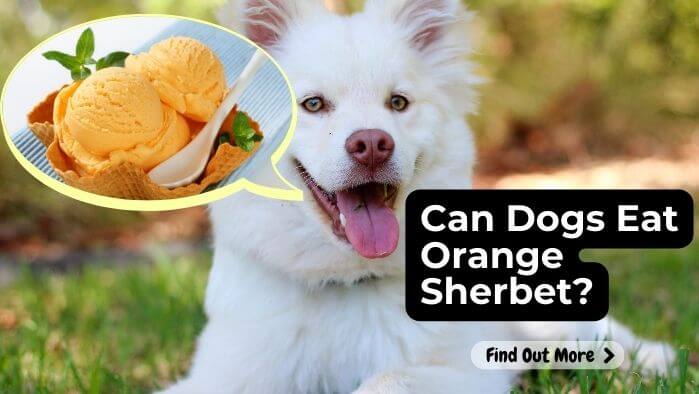 Can Dogs Eat Orange Sherbet