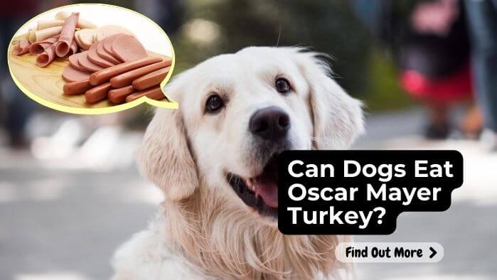 Can Dogs Eat Oscar Mayer Turkey?