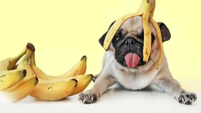 Can Dogs Eat Overripe Bananas