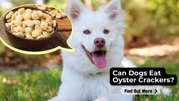 Can Dogs Eat Oyster Crackers?