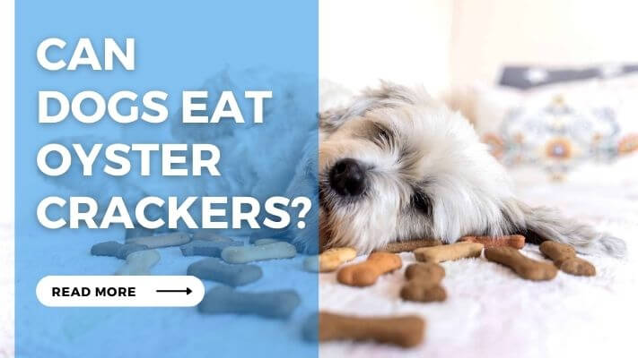 Can  Dogs Eat Oyster Crackers