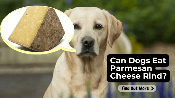 Can Dogs Eat Parmesan Cheese Rind