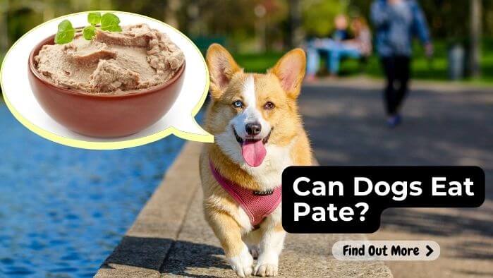 Can Dogs Eat Pate