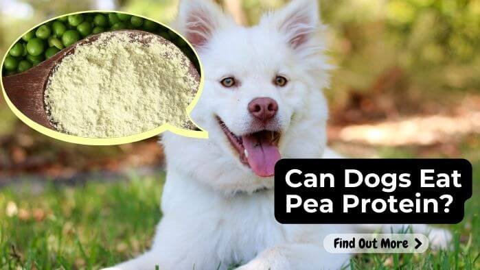 Can Dogs Eat Pea Protein