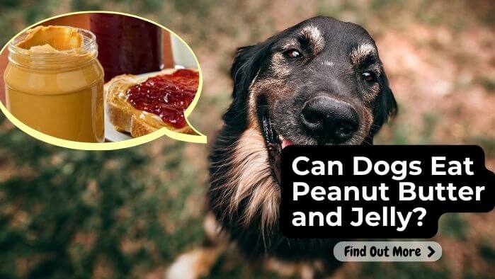 Can Dogs Eat Peanut Butter and Jelly?