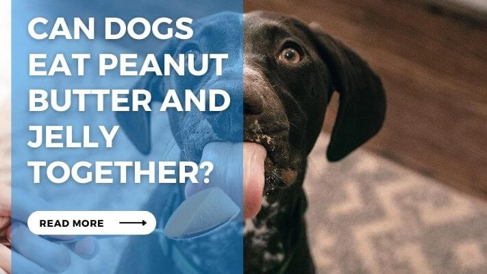 Can Dogs Eat Peanut Butter and Jelly Together