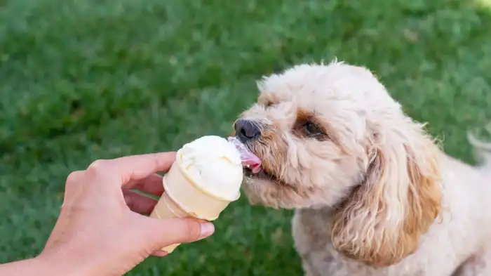 Can Dogs Eat Pecan Ice Cream