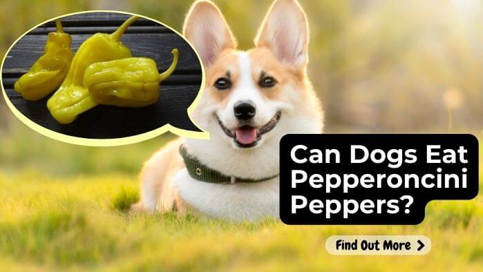 Can Dogs Eat Pepperoncini Peppers