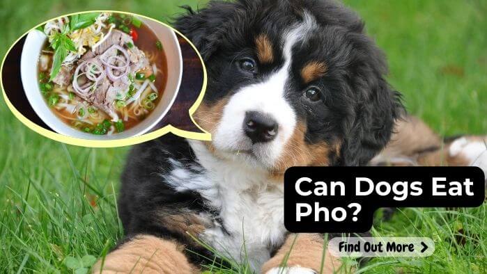 Can Dogs Eat Pho