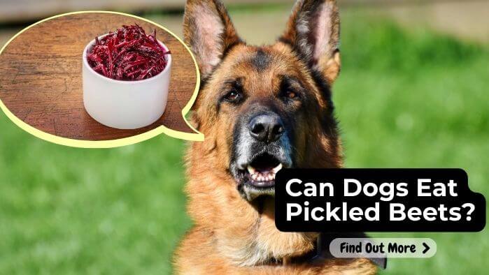 Can Dogs Eat Pickled Beets?