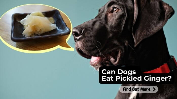 Can Dogs Eat Pickled Ginger