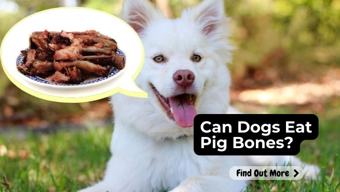 Can Dogs Eat Pig Bones