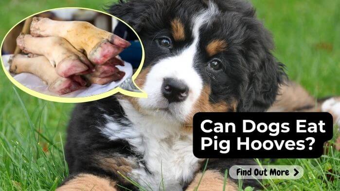 Can Dogs Eat Pig Hooves