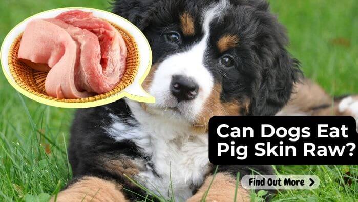 Can Dogs Eat Pig Skin Raw