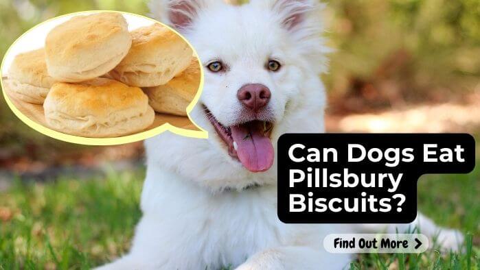 Can Dogs Eat Pillsbury Biscuits