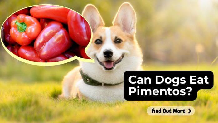 Can Dogs Eat Pimentos