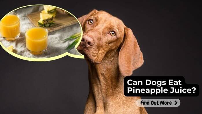 Can Dogs Eat Pineapple Juice