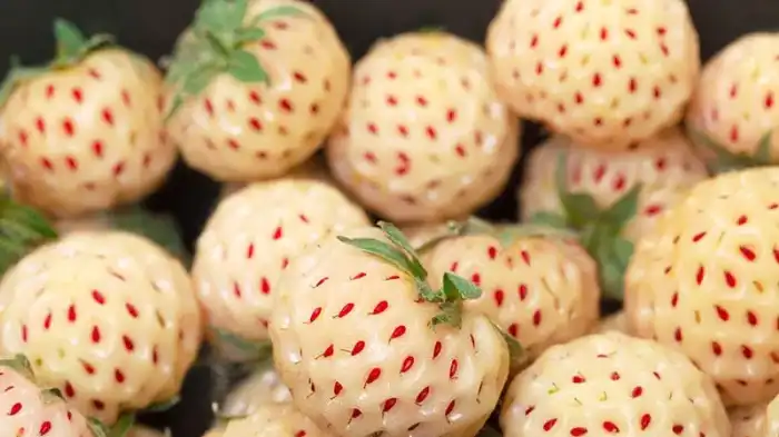 Potential Benefits of Pineberries for Dogs