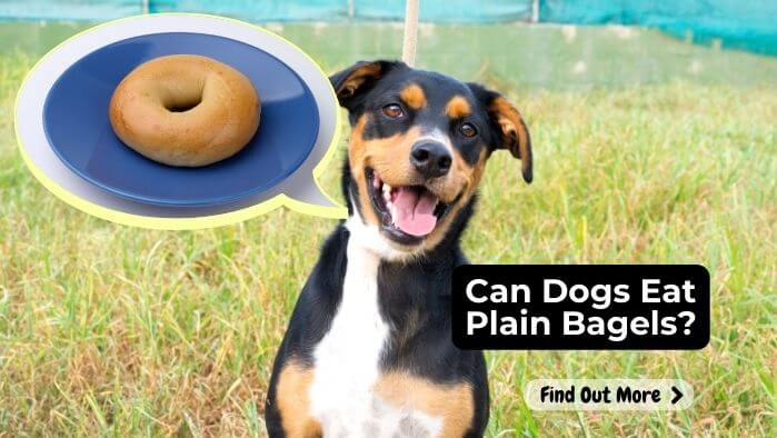 Can Dogs Eat Plain Bagels