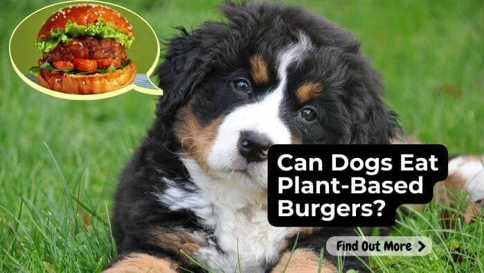 Can Dogs Eat Plant-Based Burgers