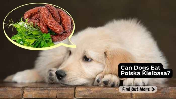 Can Dogs Eat Polska Kielbasa