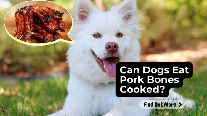 Can Dogs Eat Pork Bones Cooked?