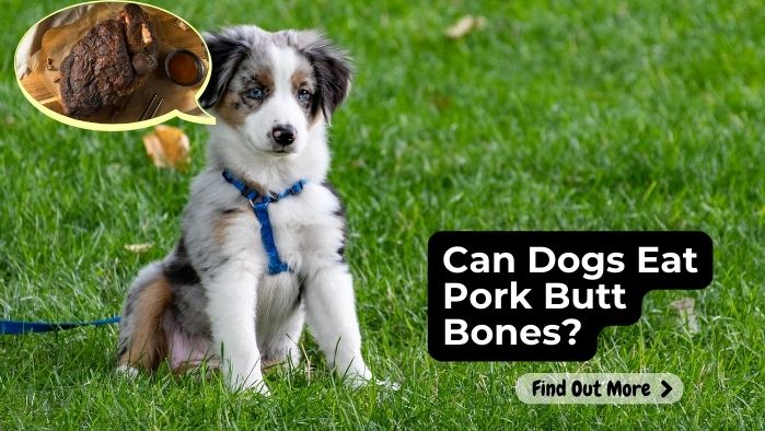 Can Dogs Eat Pork Butt Bones