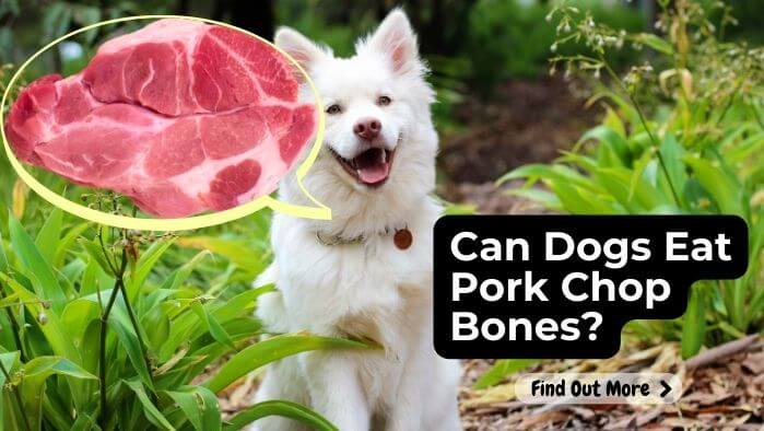 Can Dogs Eat Pork Chop Bones