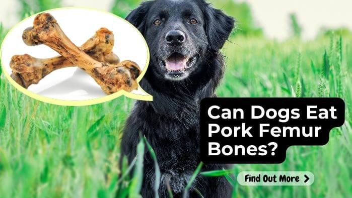 Can Dogs Eat Pork Femur Bones