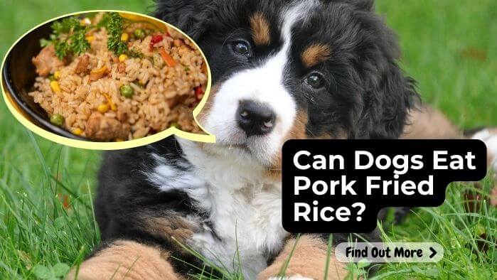 Can Dogs Eat Pork Fried Rice