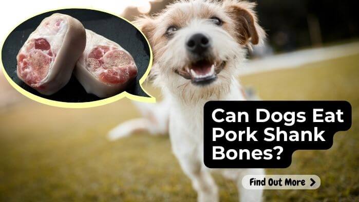 Can Dogs Eat Pork Shank Bones