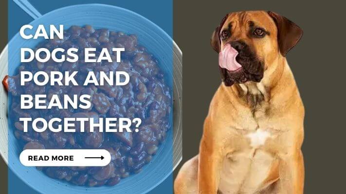 Can Dogs Eat Pork and Beans Together