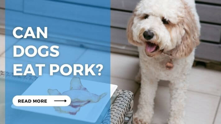 Can Dogs Eat Pork