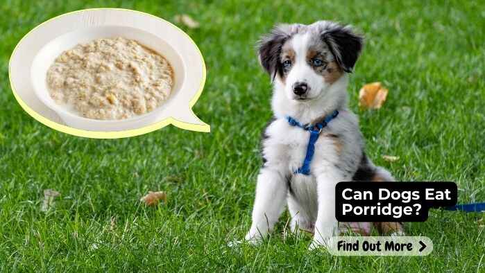 Can Dogs Eat Porridge