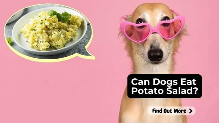 Can Dogs Eat Potato Salad