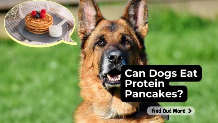 Can Dogs Eat Protein Pancakes