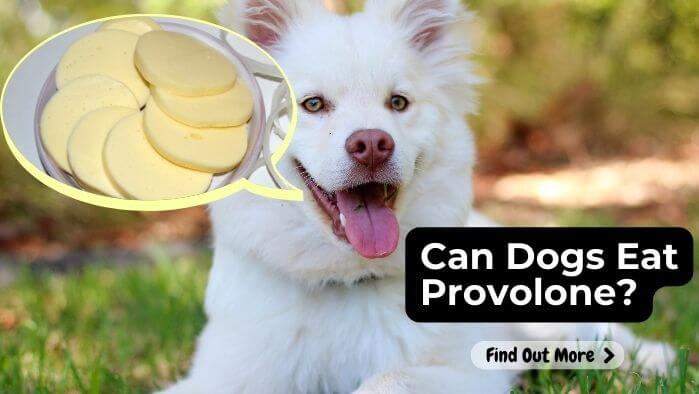 Can Dogs Eat Provolone