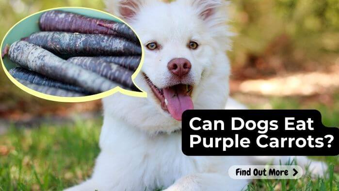 Can Dogs Eat Purple Carrots